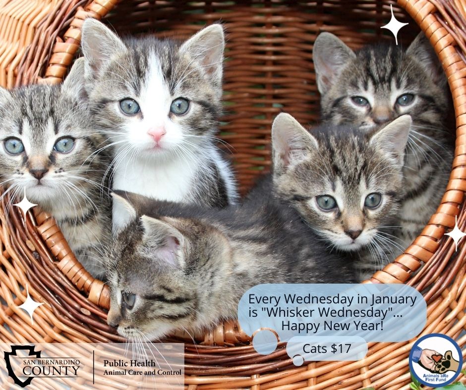 Cat Adoption $17 every Wednesday in January